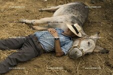 la-siesta_51530.jpg