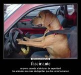 perro.jpg