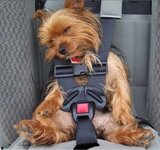 perro 2.jpg