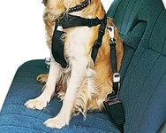 perro 3.jpg