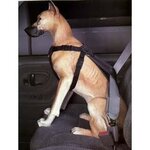 perro 4.jpg