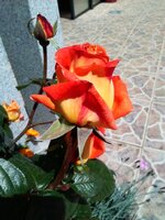 2016-05-04 14.56.34.jpg