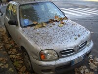 micra-pajaros.jpg