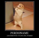 armatucoso-perdoname-24018.jpg