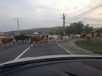 Vacas...ciones.jpg