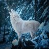 LoboBlanco