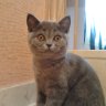 svenssoncat