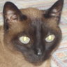 Paulus